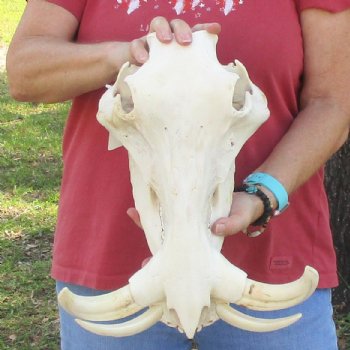 14 inch long African Warthog Skull for sale with 9-1/2 inch Ivory tusks - $180