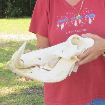 14 inch long African Warthog Skull for sale with 9-1/2 inch Ivory tusks - $180