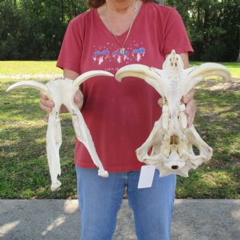 14 inch long African Warthog Skull for sale with 9-1/2 inch Ivory tusks - $180