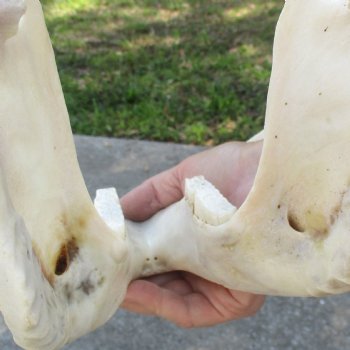 14 inch long African Warthog Skull for sale with 9-1/2 inch Ivory tusks - $180