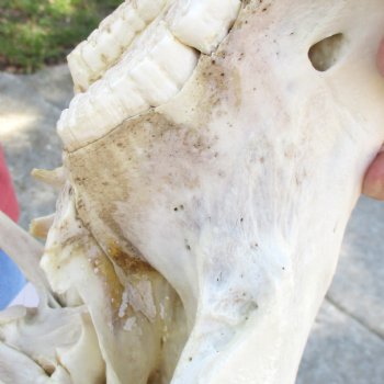 14 inch long African Warthog Skull for sale with 9-1/2 inch Ivory tusks - $180