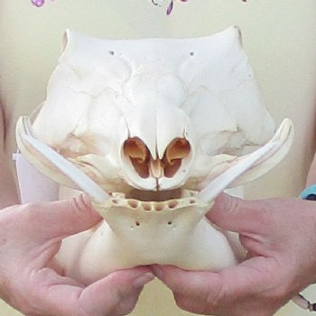 12 inch long African Warthog Skull for sale with 3 inch Ivory tusks - $90