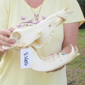 12 inch long African Warthog Skull for sale with 3 inch Ivory tusks - $90