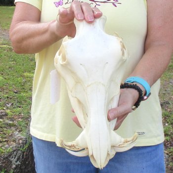 12 inch long African Warthog Skull for sale with 3 inch Ivory tusks - $90