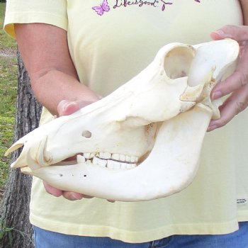 12 inch long African Warthog Skull for sale with 3 inch Ivory tusks - $90