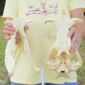 12 inch long African Warthog Skull for sale with 3 inch Ivory tusks - $90
