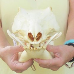 12 inch long African Warthog Skull for sale with 3 inch Ivory tusks - $90