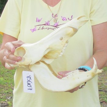 12 inch long African Warthog Skull for sale with 3 inch Ivory tusks - $90