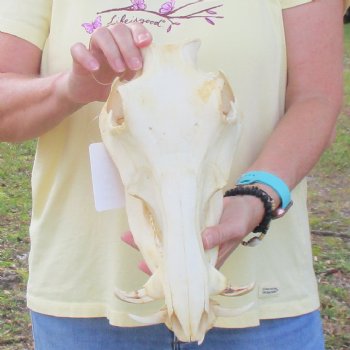 12 inch long African Warthog Skull for sale with 3 inch Ivory tusks - $90