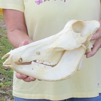 12 inch long African Warthog Skull for sale with 3 inch Ivory tusks - $90