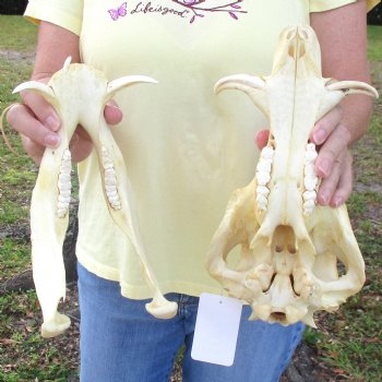 12 inch long African Warthog Skull for sale with 3 inch Ivory tusks - $90