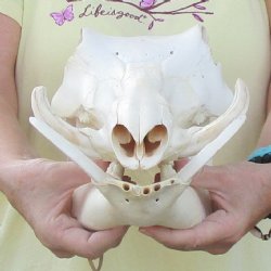 12 inch long African Warthog Skull for sale with 5 inch Ivory tusks - $115