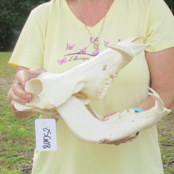 12 inch long African Warthog Skull for sale with 5 inch Ivory tusks - $115