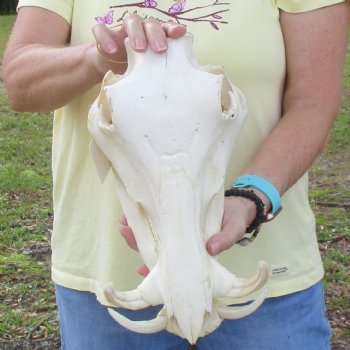 12 inch long African Warthog Skull for sale with 5 inch Ivory tusks - $115