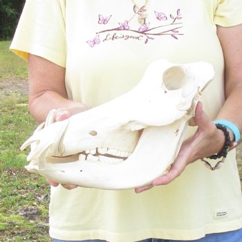 12 inch long African Warthog Skull for sale with 5 inch Ivory tusks - $115