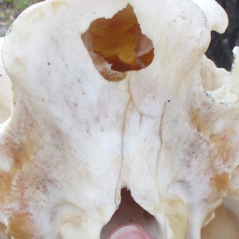 12 inch long African Warthog Skull for sale with 5 inch Ivory tusks - $115