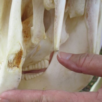 12 inch long African Warthog Skull for sale with 5 inch Ivory tusks - $115