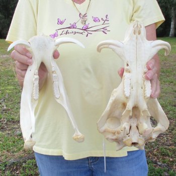 12 inch long African Warthog Skull for sale with 5 inch Ivory tusks - $115