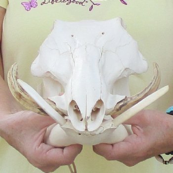 12 inch long African Warthog Skull for sale with 5 inch Ivory tusks - $115