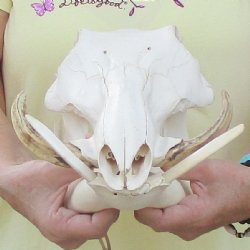 12 inch long African Warthog Skull for sale with 5 inch Ivory tusks - $115