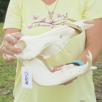 12 inch long African Warthog Skull for sale with 5 inch Ivory tusks - $115