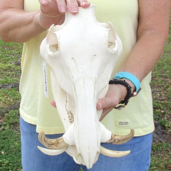 12 inch long African Warthog Skull for sale with 5 inch Ivory tusks - $115
