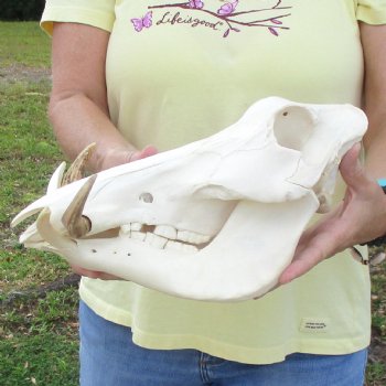 12 inch long African Warthog Skull for sale with 5 inch Ivory tusks - $115