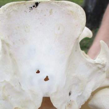 12 inch long African Warthog Skull for sale with 5 inch Ivory tusks - $115