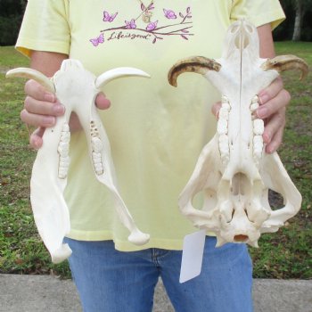 12 inch long African Warthog Skull for sale with 5 inch Ivory tusks - $115