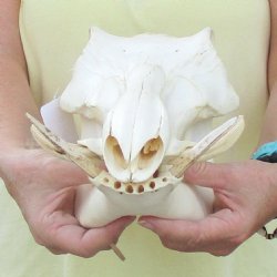 11 inch long African Warthog Skull for sale with 2-1/2 inch Ivory tusks - $90