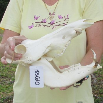 11 inch long African Warthog Skull for sale with 2-1/2 inch Ivory tusks - $90
