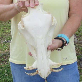 11 inch long African Warthog Skull for sale with 2-1/2 inch Ivory tusks - $90