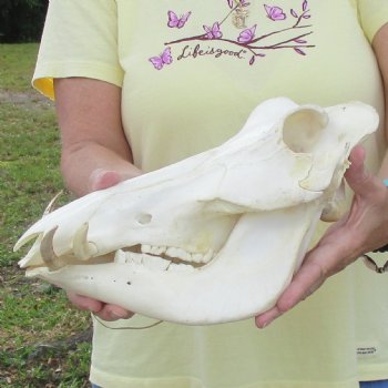 11 inch long African Warthog Skull for sale with 2-1/2 inch Ivory tusks - $90