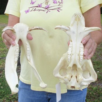 11 inch long African Warthog Skull for sale with 2-1/2 inch Ivory tusks - $90