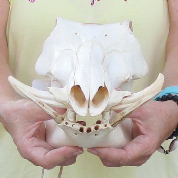 12 inch long African Warthog Skull for sale with 4 inch Ivory tusks - $90