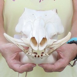 12 inch long African Warthog Skull for sale with 4 inch Ivory tusks - $90