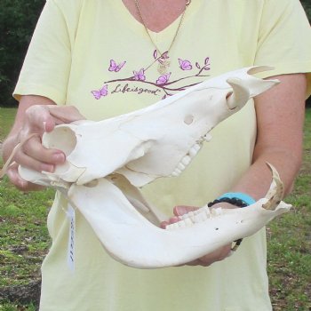 12 inch long African Warthog Skull for sale with 4 inch Ivory tusks - $90