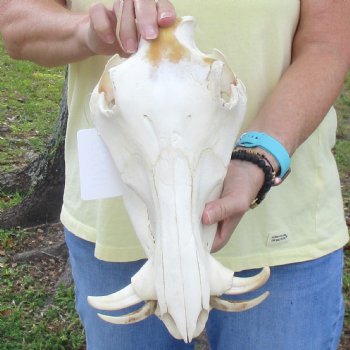 12 inch long African Warthog Skull for sale with 4 inch Ivory tusks - $90
