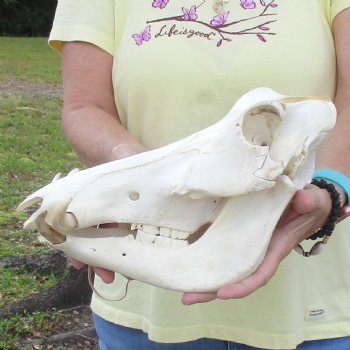 12 inch long African Warthog Skull for sale with 4 inch Ivory tusks - $90