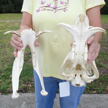 12 inch long African Warthog Skull for sale with 4 inch Ivory tusks - $90