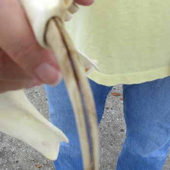 12 inch long African Warthog Skull for sale with 4 inch Ivory tusks - $90