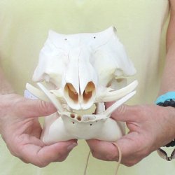 10 inch long African Warthog Skull for sale with 2 inch Ivory tusks - $90