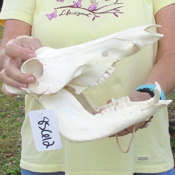 10 inch long African Warthog Skull for sale with 2 inch Ivory tusks - $90