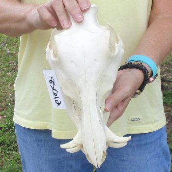 10 inch long African Warthog Skull for sale with 2 inch Ivory tusks - $90