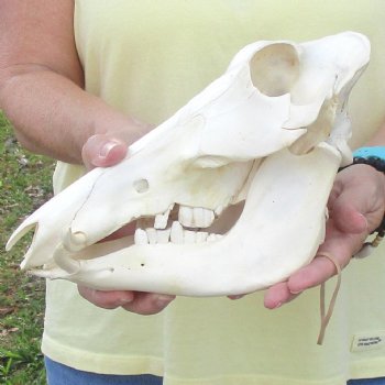 10 inch long African Warthog Skull for sale with 2 inch Ivory tusks - $90