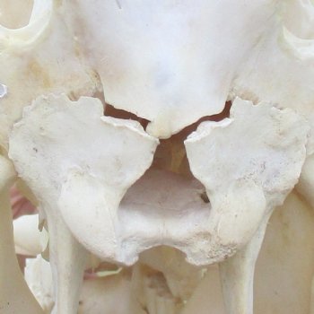 10 inch long African Warthog Skull for sale with 2 inch Ivory tusks - $90