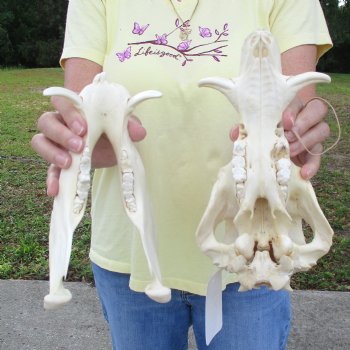 10 inch long African Warthog Skull for sale with 2 inch Ivory tusks - $90