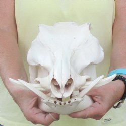 12 inch long African Warthog Skull for sale with 4 inch Ivory tusks - $90