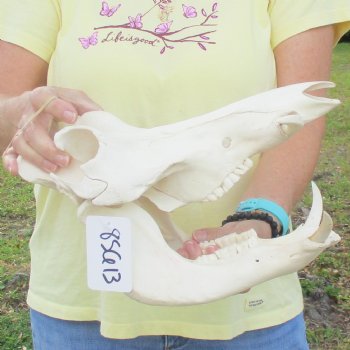 12 inch long African Warthog Skull for sale with 4 inch Ivory tusks - $90