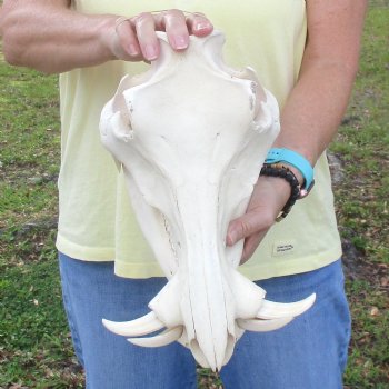 12 inch long African Warthog Skull for sale with 4 inch Ivory tusks - $90